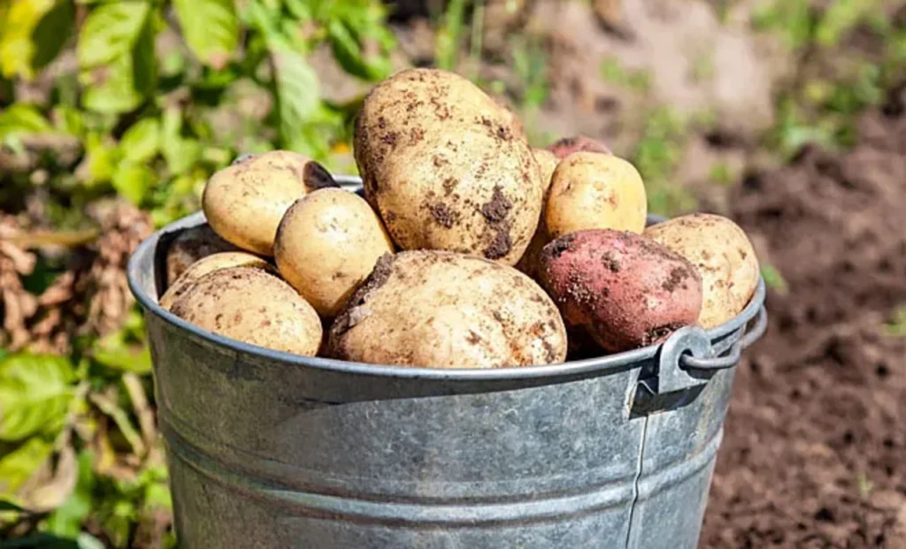 Як садити картоплю на маленькій ділянці