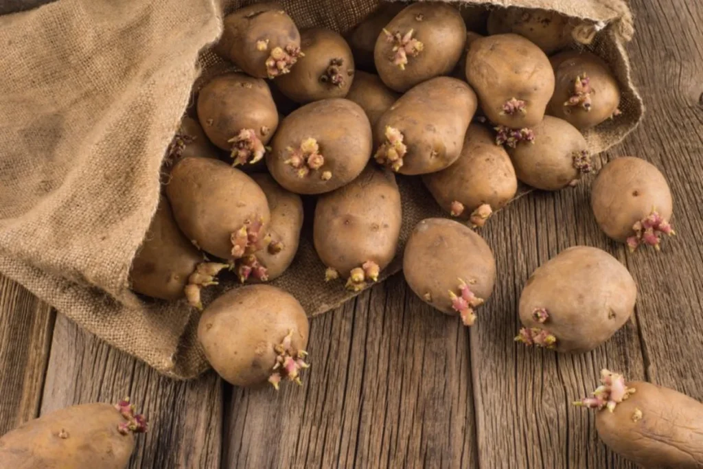 Медики розповіли, що може статися з організмом, якщо з’їсти пророслу картоплю