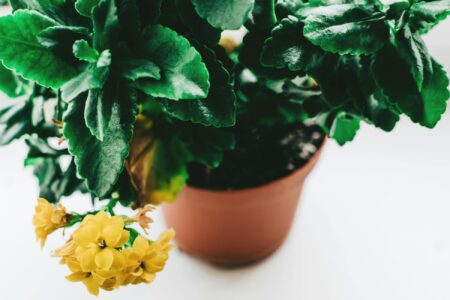 Зображення до статті від Lisa from Pexels