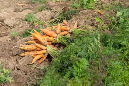 Зображення до статті від Being Organic in EU