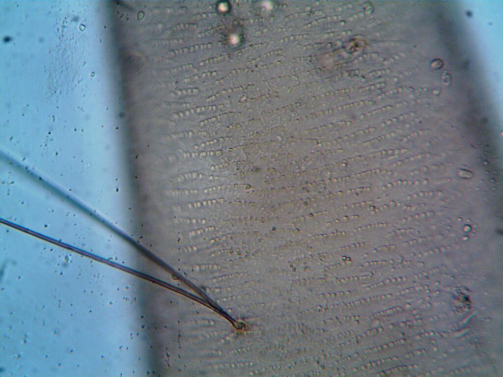 Зображення до статті від turek