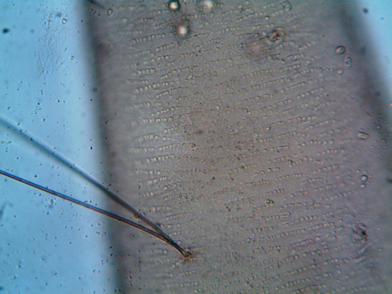 Зображення до статті від turek