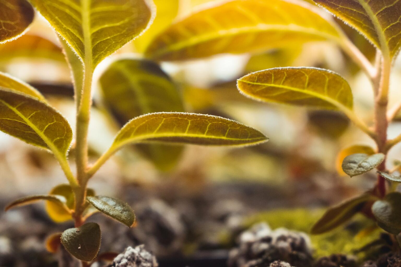 Зображення до статті від Colin Fearing