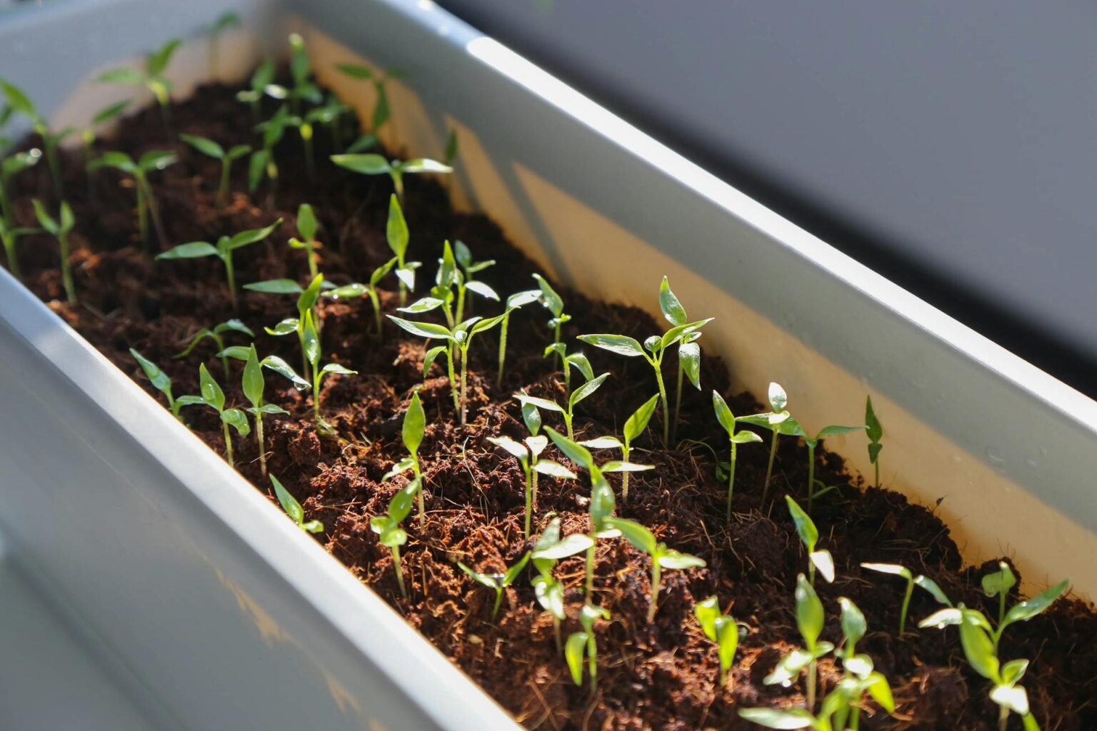 Зображення до статті від 家俊 胡