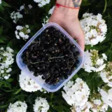 Що буде, якщо їсти чорну смородину щодня: несподівані наукові факти